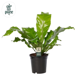Asplenium nidus