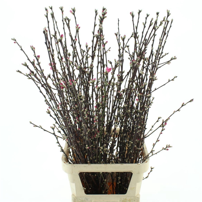 PRUNUS OV