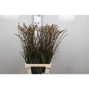 Crocosmia Bes Babylon