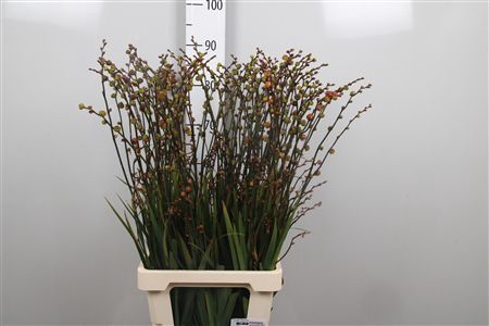 <h4>Crocosmia Bes Babylon</h4>
