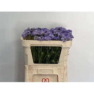 Scabiosa Clive Greaves IJ Niet