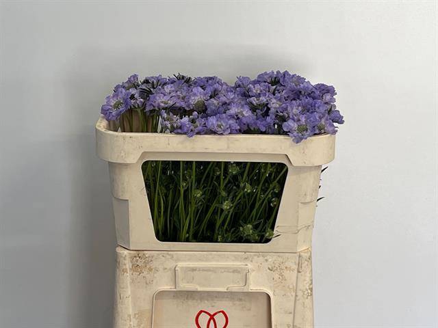 <h4>Scabiosa Clive Greaves IJ Niet</h4>
