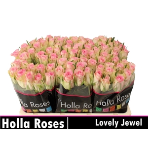 Rosa gr De Ruiter's Lovely Jewel