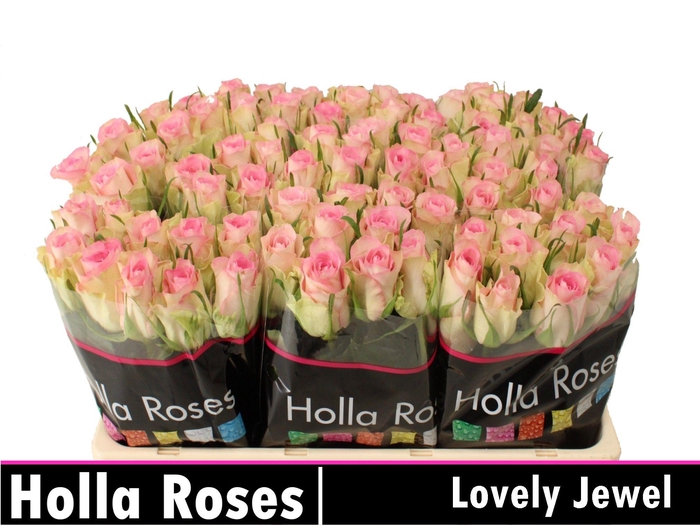 <h4>Rosa gr De Ruiter's Lovely Jewel</h4>