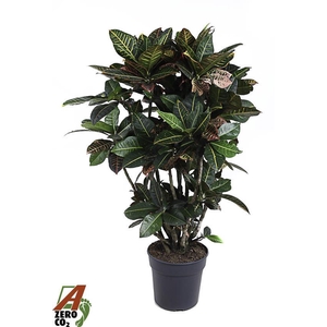 Codiaeum Petra vertakt P31