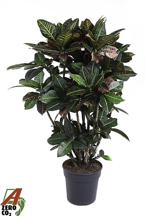 <h4>Codiaeum Petra vertakt P31</h4>