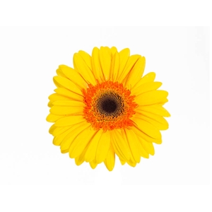 GERBERA APOLLO > 050 CM > 10 CM DIAM AMARELO