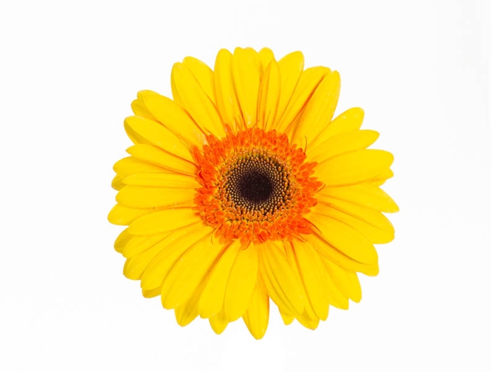 <h4>GERBERA APOLLO > 050 CM > 10 CM DIAM AMARELO</h4>