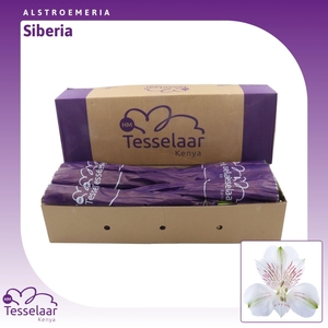 Alstroemeria Siberia | Heavy Quality