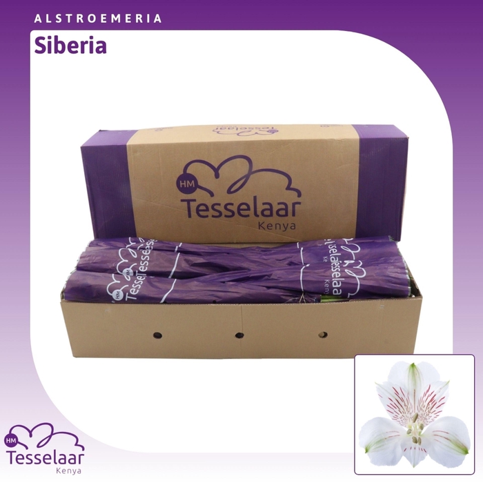 <h4>Alstroemeria Siberia | Heavy Quality</h4>