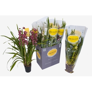 Cymbidium   ...mix