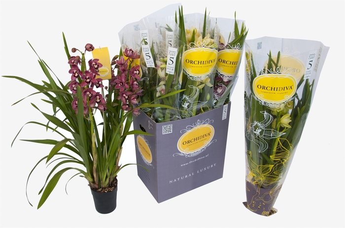 <h4>Cymbidium   ...mix</h4>