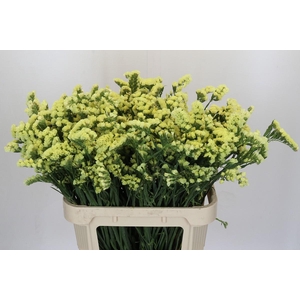 Limonium Star Eze