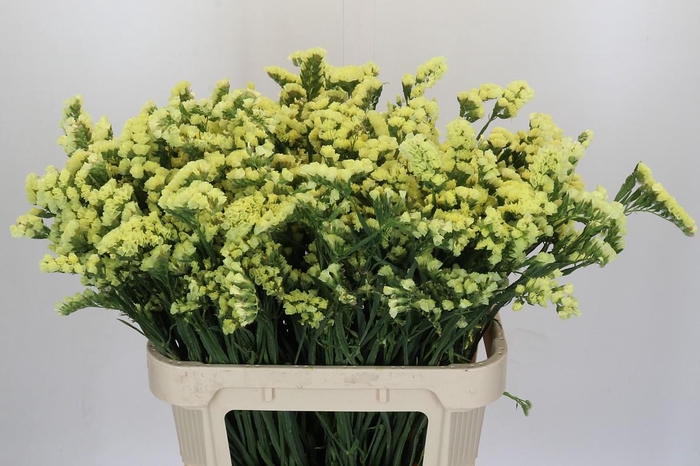 <h4>Limonium Star Eze</h4>