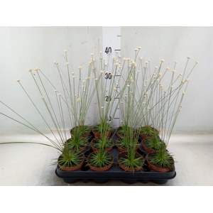 Synchonanthus  'Mikado'