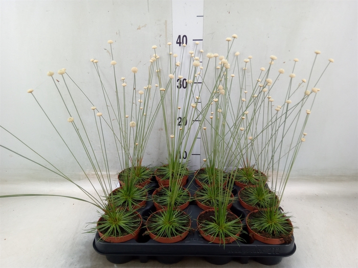 <h4>Synchonanthus  'Mikado'</h4>