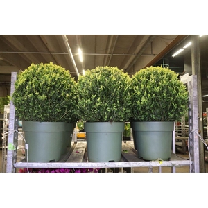Buxu Sempervirens