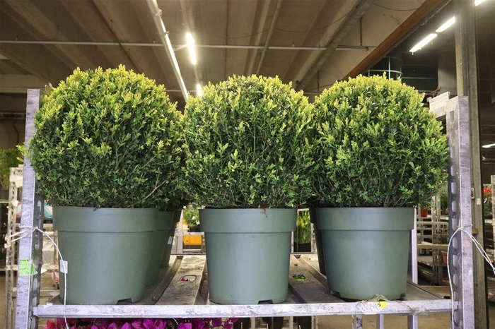 <h4>arr8 Buxu Sempervirens</h4>