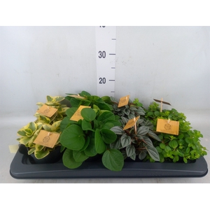 Peperomia   ...mix