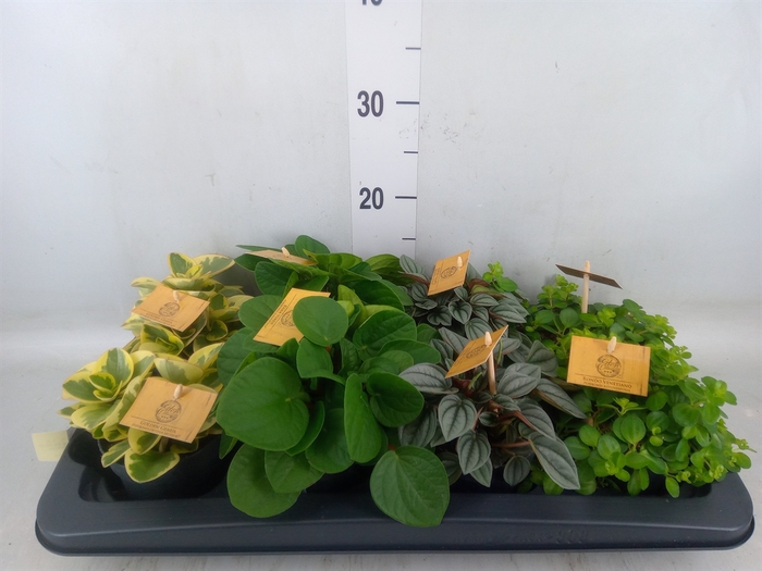<h4>Peperomia   ...mix</h4>