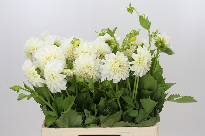 <h4>Dahlia Boom Boom White</h4>