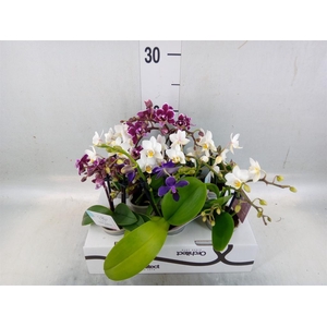 Phalaenopsis   ...mini