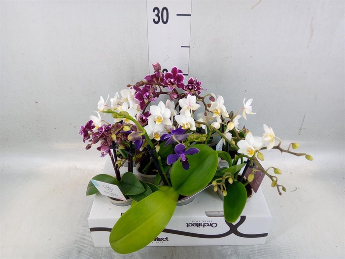 <h4>Phalaenopsis   ...mini</h4>