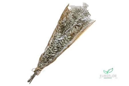 DRIED FLOWERS - RUSCUS OLIVE 5PCS