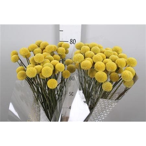 Cras Paintball Jumbo