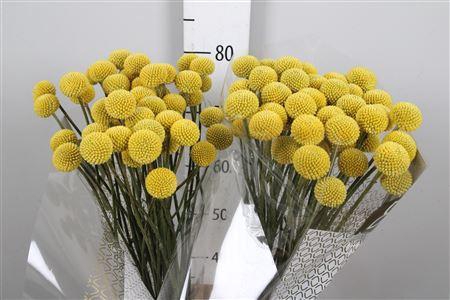 <h4>Cras Paintball Jumbo</h4>