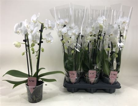 <h4>Phal El Cascade 2 Branche 14+</h4>