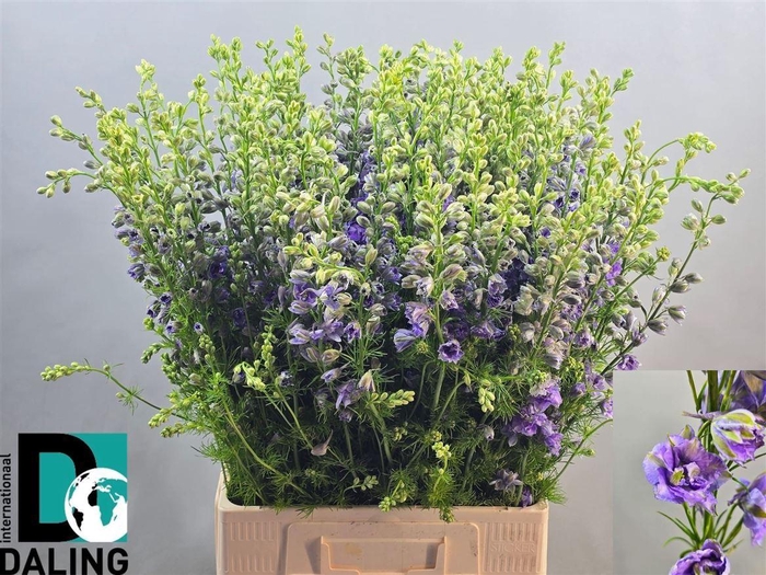 <h4>Cons R Q Viole Lilac</h4>