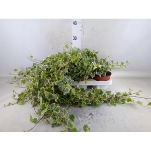 Hedera helix 'White Wonder'