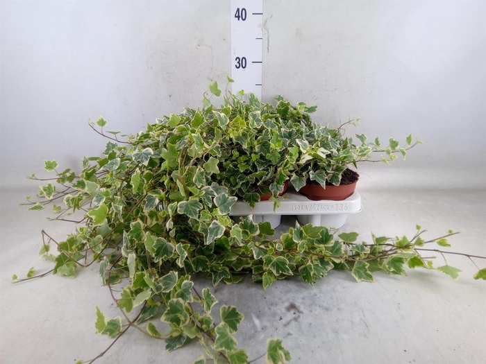 <h4>Hedera helix 'White Wonder'</h4>