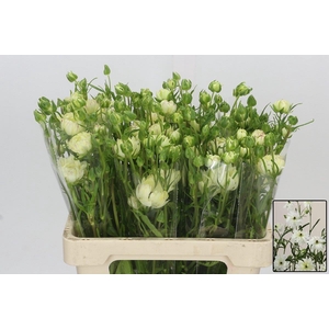 RAN N MODERNA GALAXY