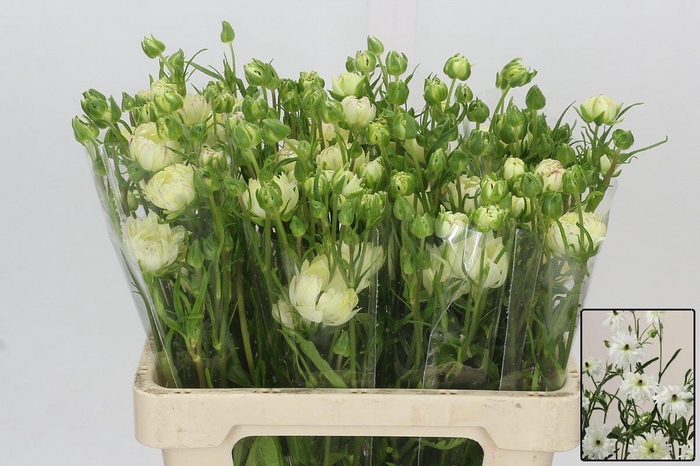 <h4>RAN N MODERNA GALAXY</h4>