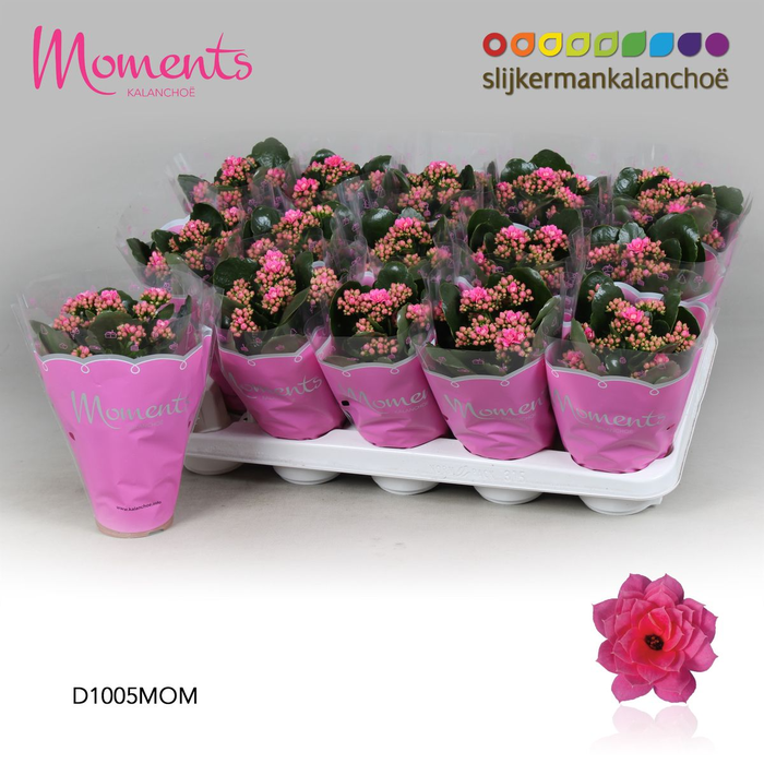 <h4>Kalanchoë Moments - Pink 10.5cm</h4>