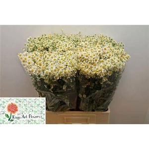 Tana Pa Cameron 70cm