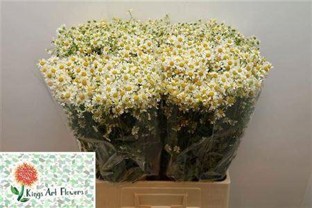 <h4>Tana Pa Cameron 70cm</h4>