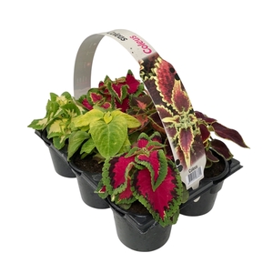 Coleus Blumei 6p
