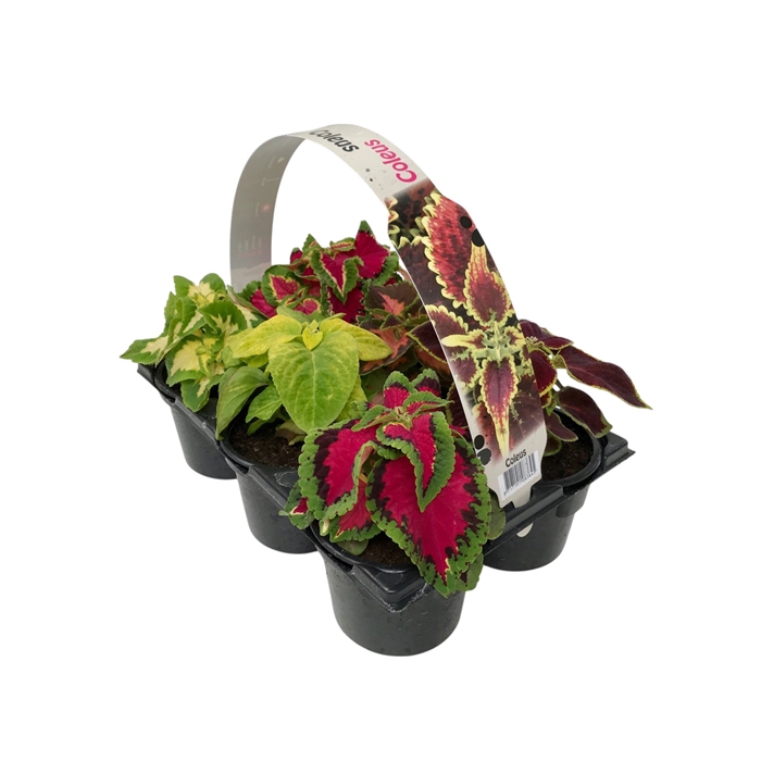 <h4>Coleus Blumei 6p</h4>