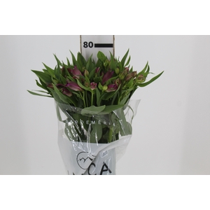 ALSTROEMERIA AMETHYST 080 CM