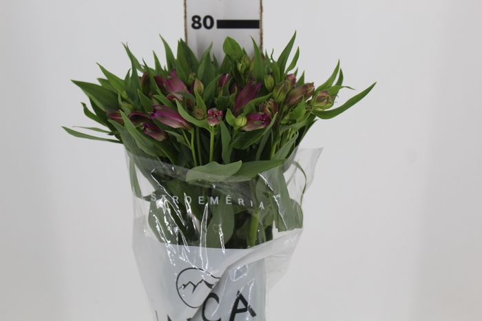 <h4>ALSTROEMERIA AMETHYST 080 CM</h4>