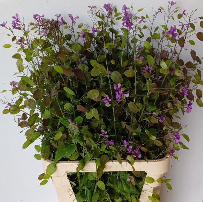 <h4>Lunaria Ann Paarse P</h4>
