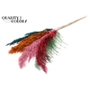 Pampas Grass 100cm 5st/bunch Summer Sorbet