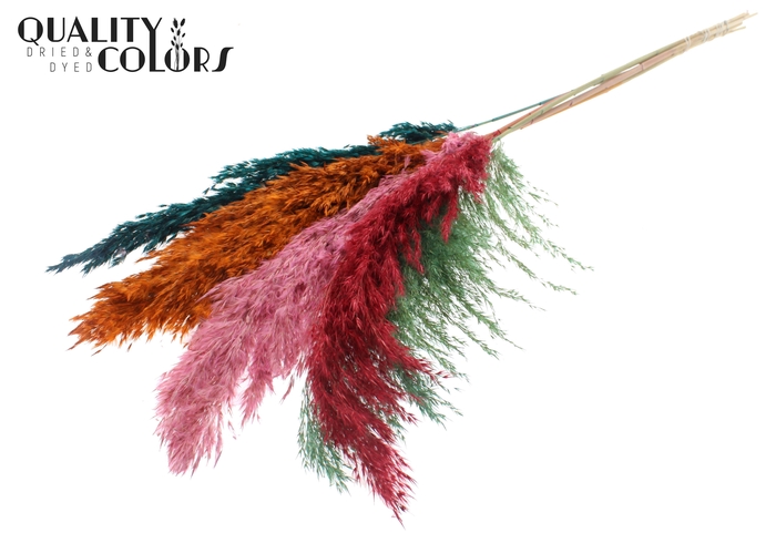 Pampas Grass 100cm 5st/bunch Summer Sorbet