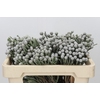 Kaaps Groen Silver Brunia