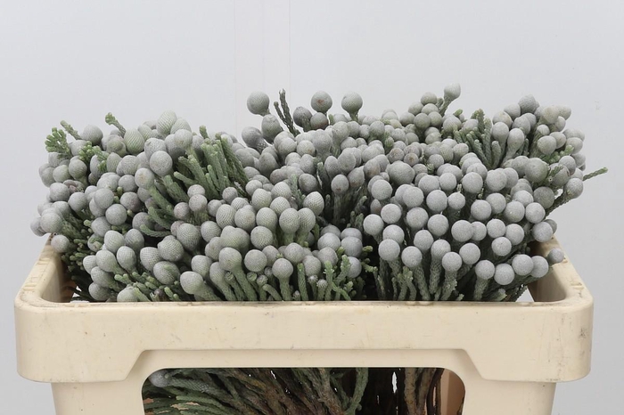 <h4>Kaaps Groen Silver Brunia</h4>