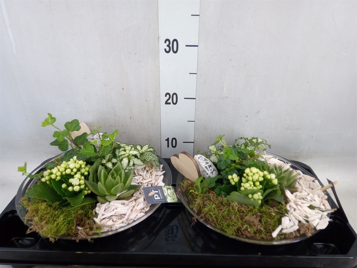 <h4>Arr.   Planten L%</h4>