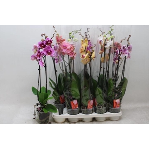 PHAL GEM 7 KL